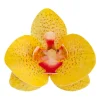 Flores de Oblea Orquídea Amarilla 10 ud - Dekora