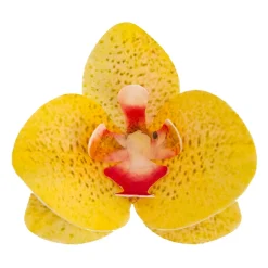Flores de Oblea Orquídea Amarilla 10 ud - Dekora