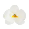 Set de 10 Orquídeas de Oblea Blancas 8 cm