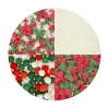 Sprinkles 4 en 1 - Mix Traditional Navidad - Wilton
